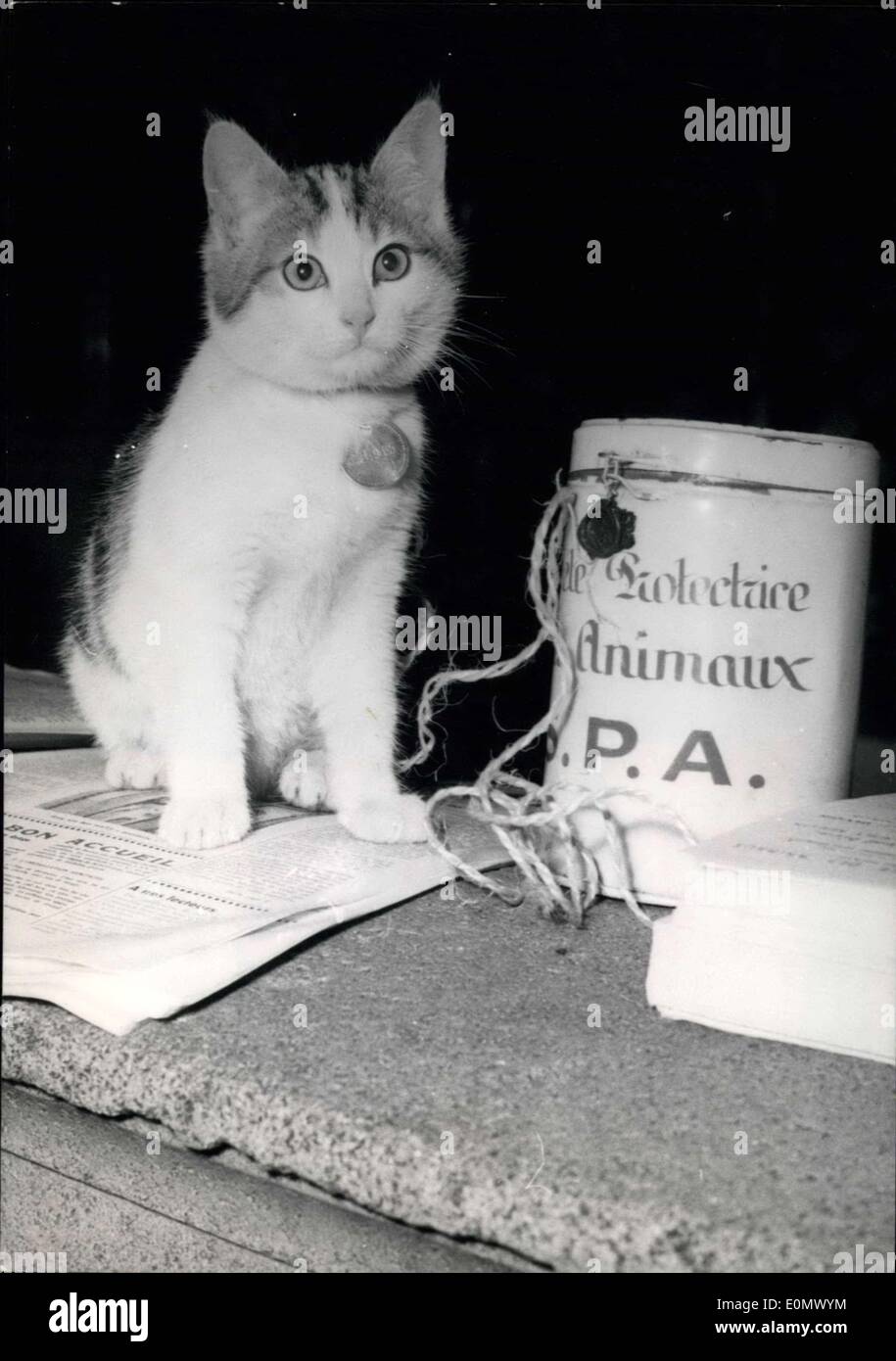 Oct. 09, 1956 - Cat in the Paris Cat Show Stock Photo