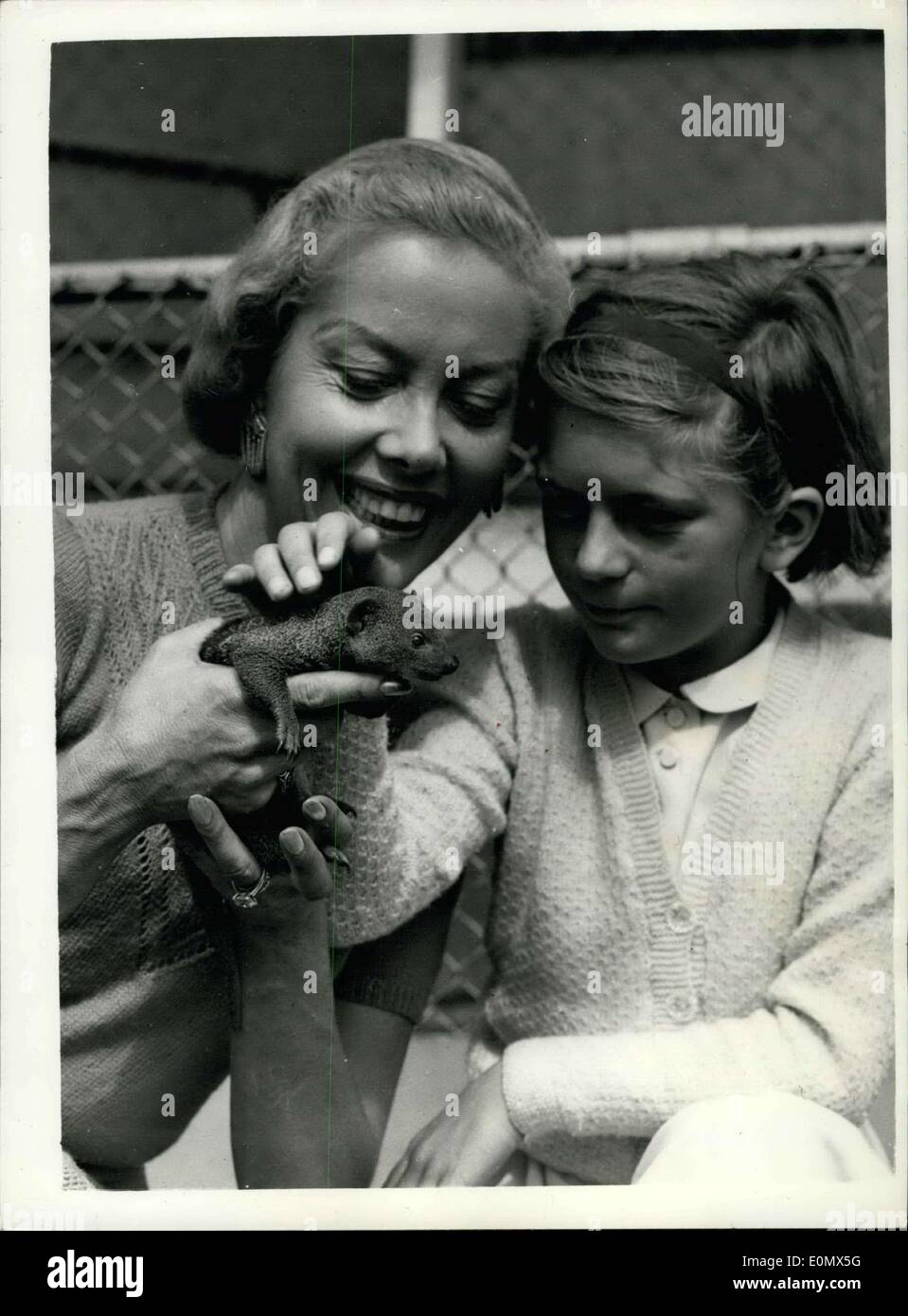 Aug. 03, 1956 - New animals at the festival gardens zoo ''Minnie The Mongoose'' : Popular Zoo Stars Armand and Michaela Denis were to be seen at the Festival Gardens Children's Zoo with some of the animals which they have brought from their home in Nairobi, for display. Some of the animals are merely on loan and some are a gift to the Zoo. Photo shows Michaela Denis introduces ''Minnie'' the Mongoose, a Pygmy Mongoose who has appeared in the television programme ''Filming in Africa'' to Nine year old Anne Snatchfold of Peaslake, Surrey at the Battersea Gardens this morning. Stock Photo