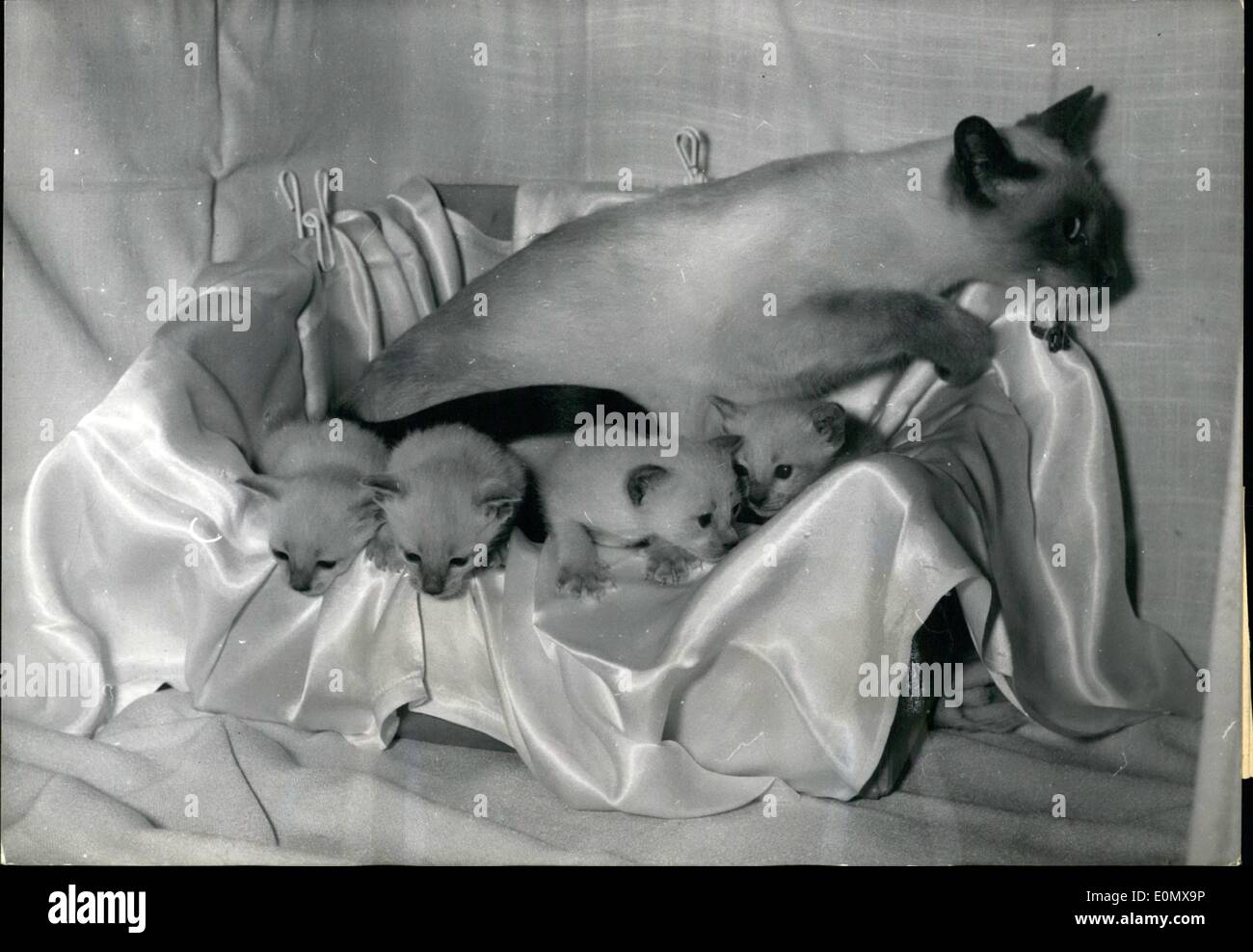 Oct. 10, 1956 - International Cat Show Opens In Paris: Picture Shows: Siamese cats seen at the International cat show which opened at the Galerie Royale, Paris, today. Stock Photo