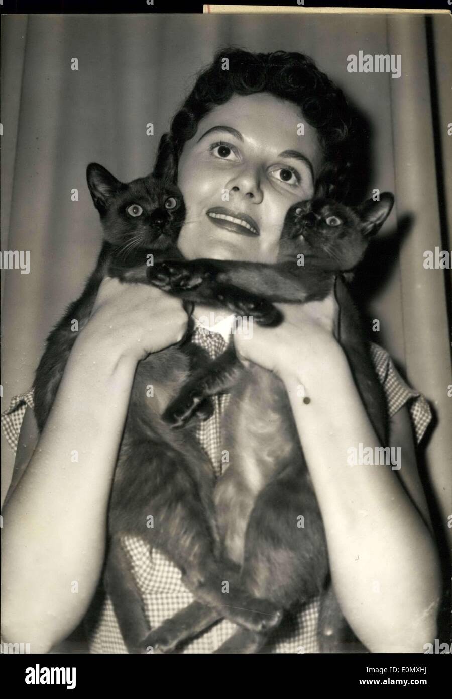 Oct. 12, 1956 - Sable cats shown at Cat Club Show: For the first time in Paris a new race of cats, the ''Bable Cats'', is being Stock Photo