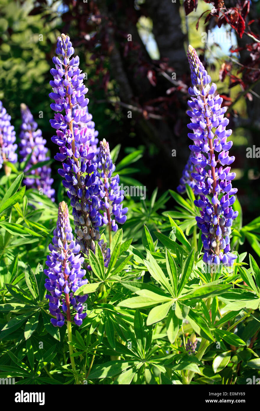 Blue lupin hi-res stock photography and images - Alamy