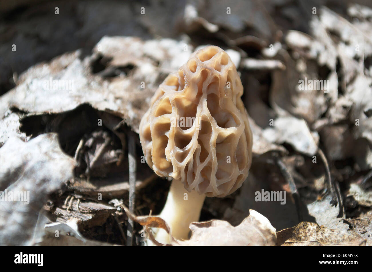 Morel mushroom hires stock photography and images Alamy