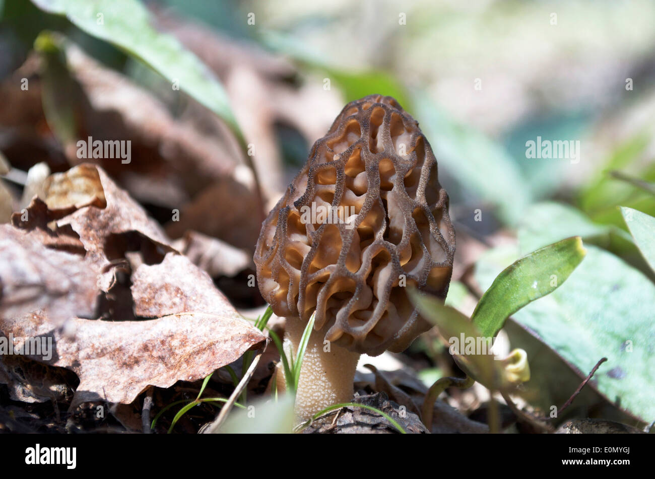 Morel mushroom sprouted in forest. Stock Photo