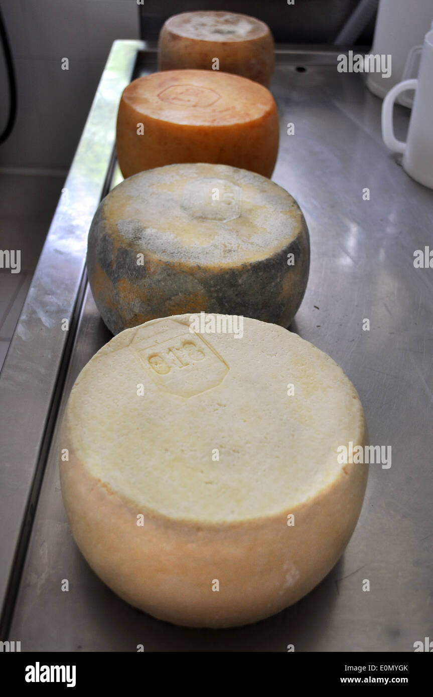 Aged cheese, four different types of maturation based on different