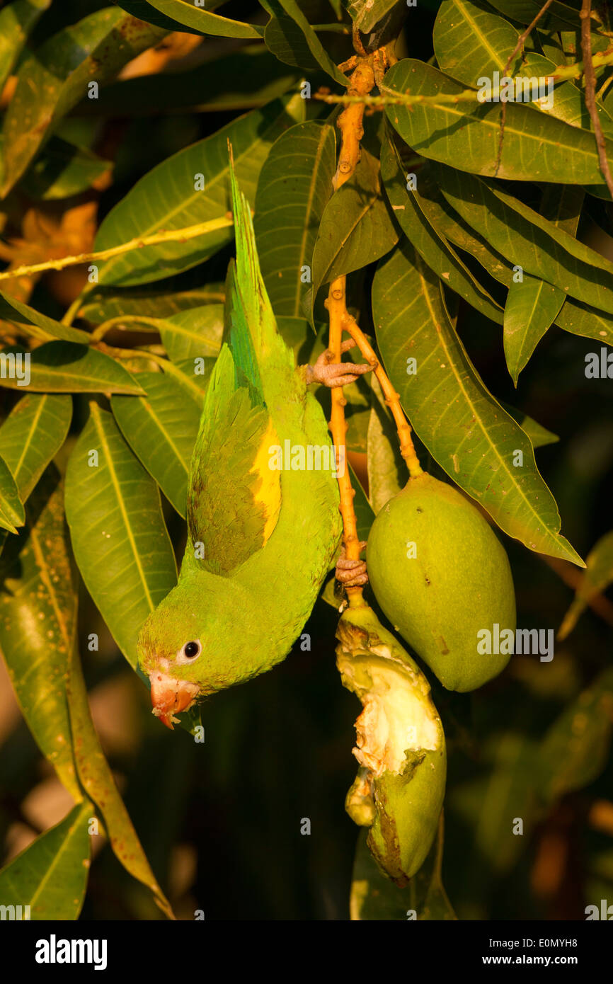 Yellow-chevroned Parakeet eating fruit, Pantanal, Brazil, South America (Brotogeris chiriri) Stock Photo