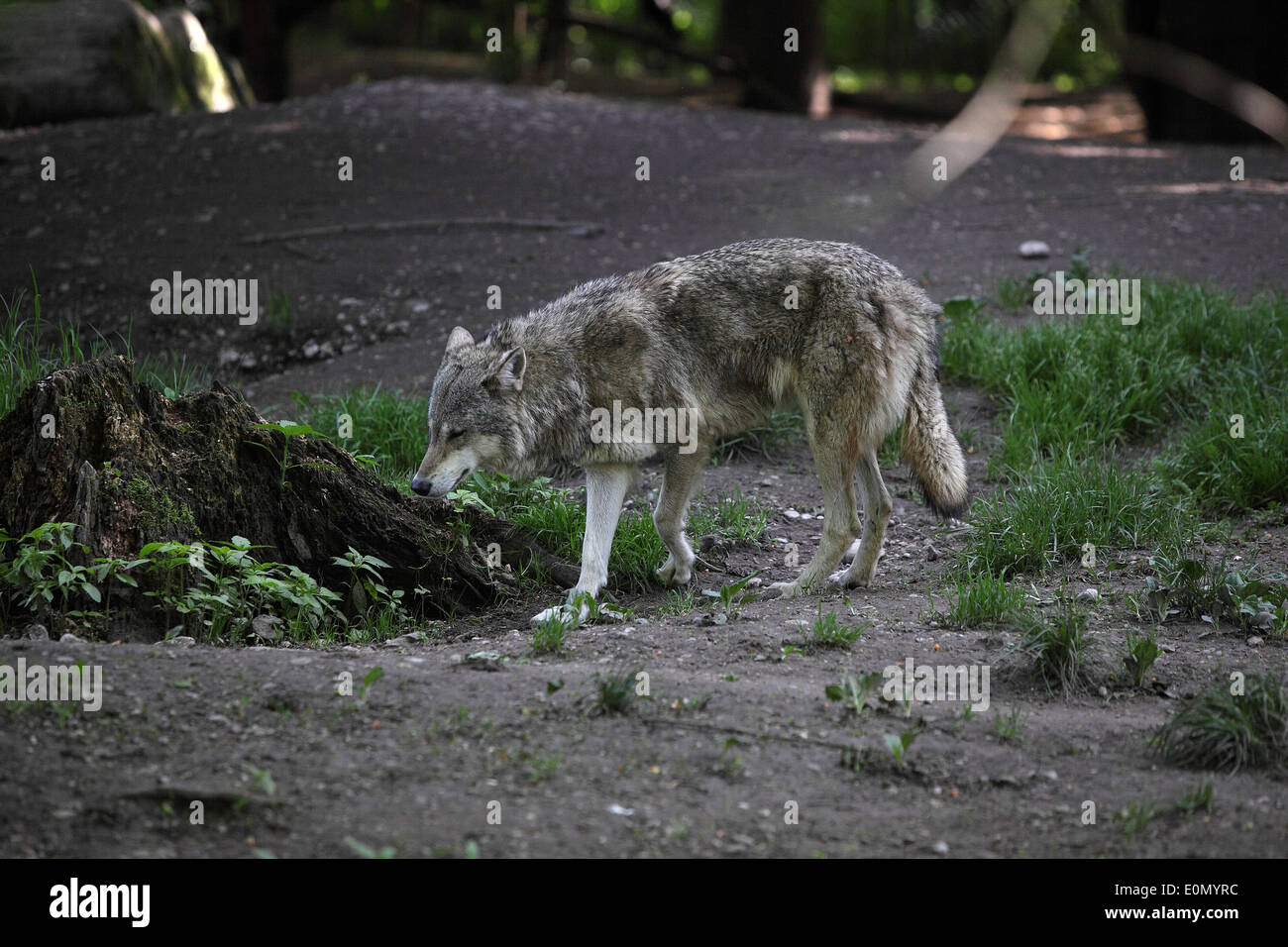 Grey wolf in a deer park Stock Photo