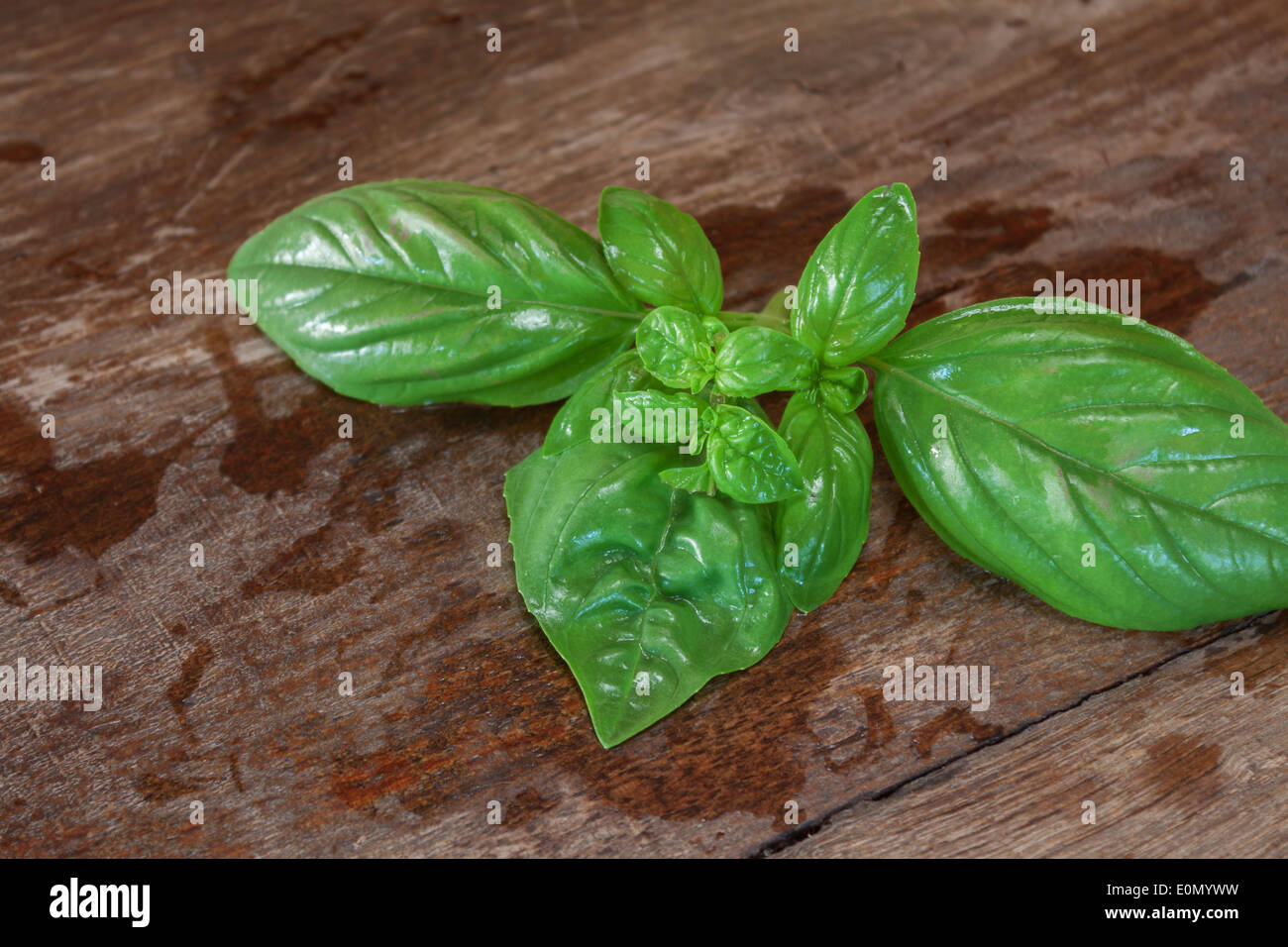 Basil Leaves In Hindi