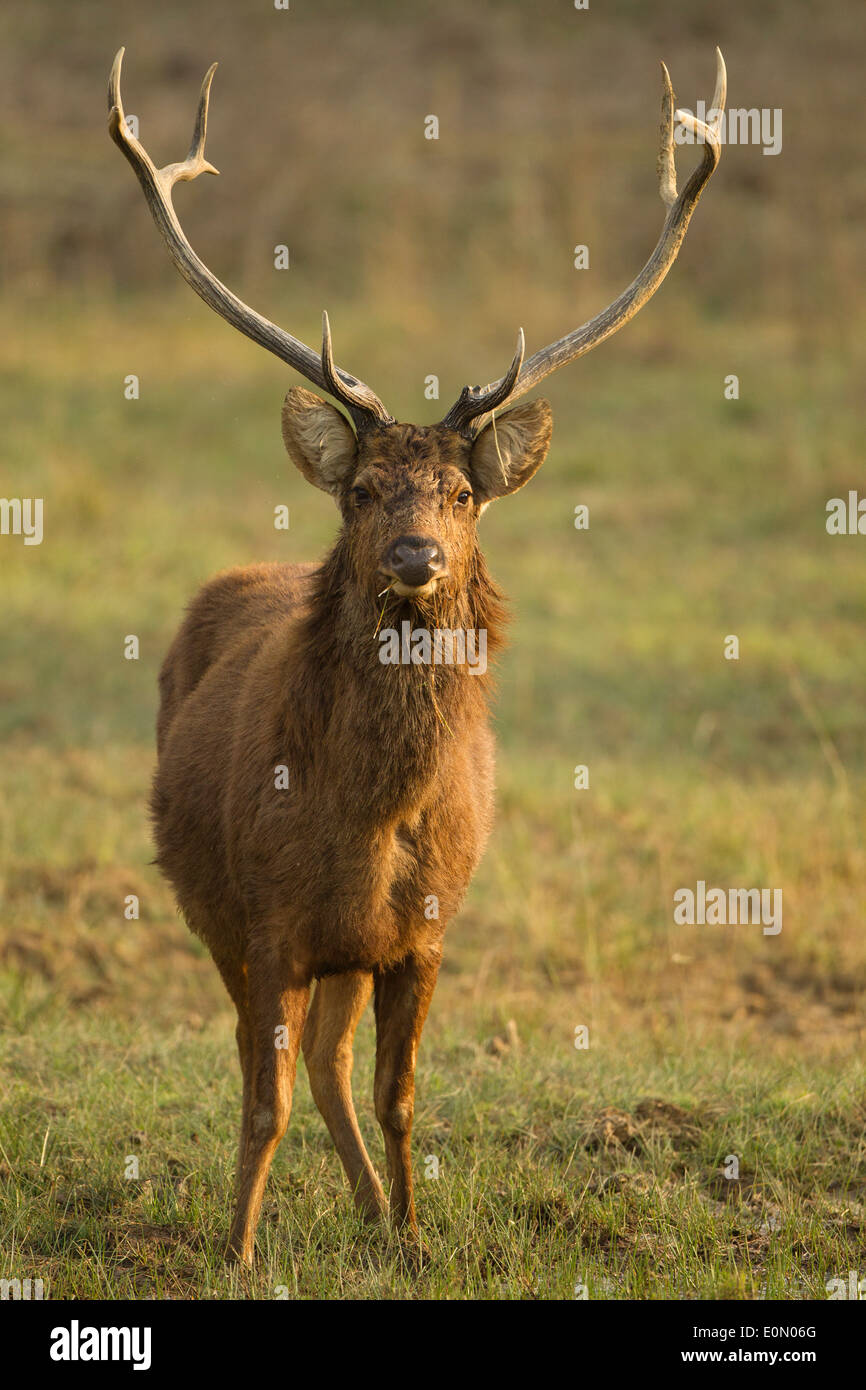 Barasingha Swamp Deer Endangered Kanha National Park Madhya Pradesh India Asia Rucervus Duvaucelii Stock Photo Alamy