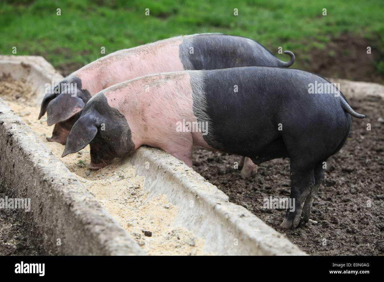 Two Pigs Eating At The Feeding Trough Stock Photo 69302760 Alamy