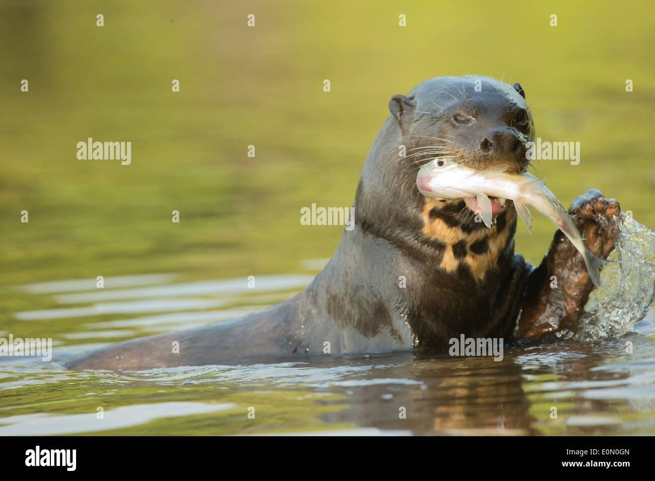 Giant River Otter eating fish, Matto Grosso, Pantanal, Brazil, South