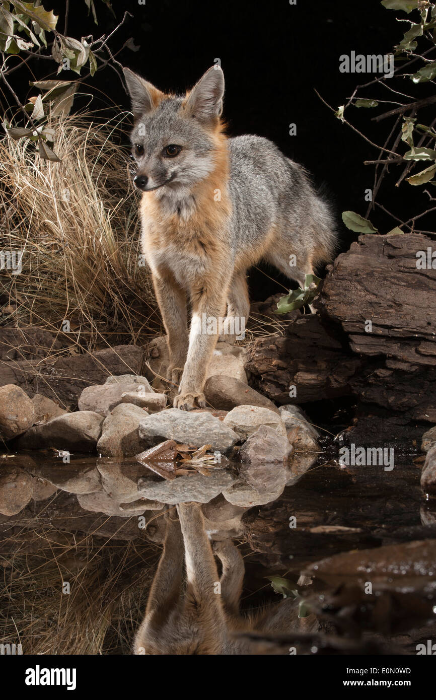 Gray Fox at a waterhole at night, Southern Arizona, United States (Urocyon cinereoargenteus) Stock Photo