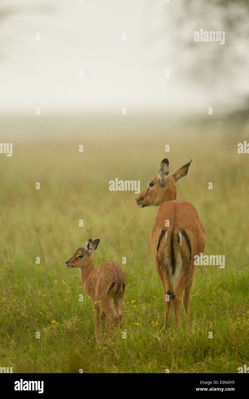 Impala mother with baby in the rain, Lake Nakur National Park, Kenya (Aepyceros melampu) Stock Photo