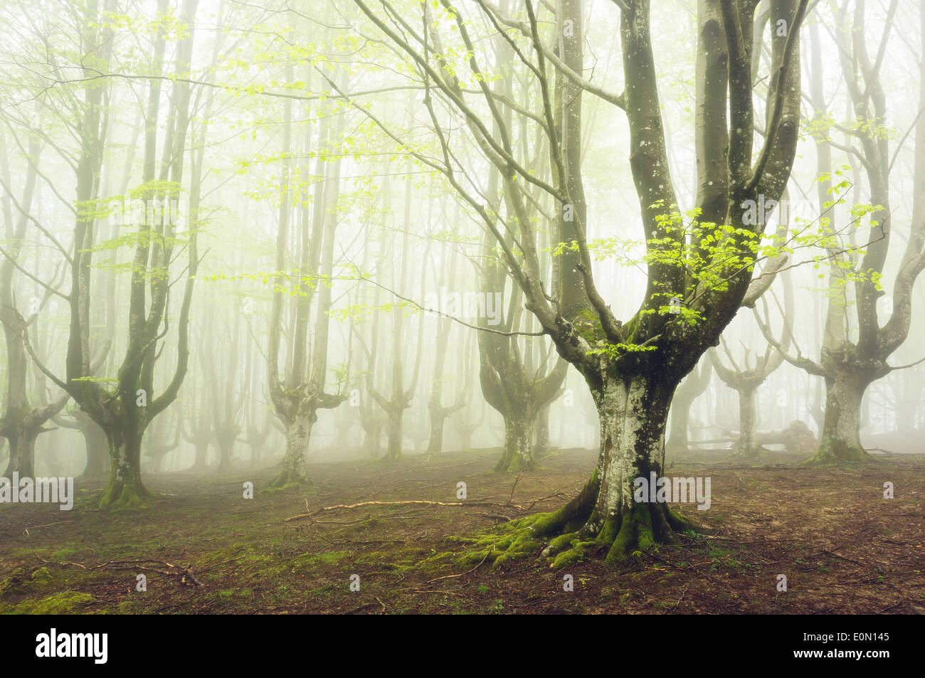 foggy forest with beautiful light Stock Photo