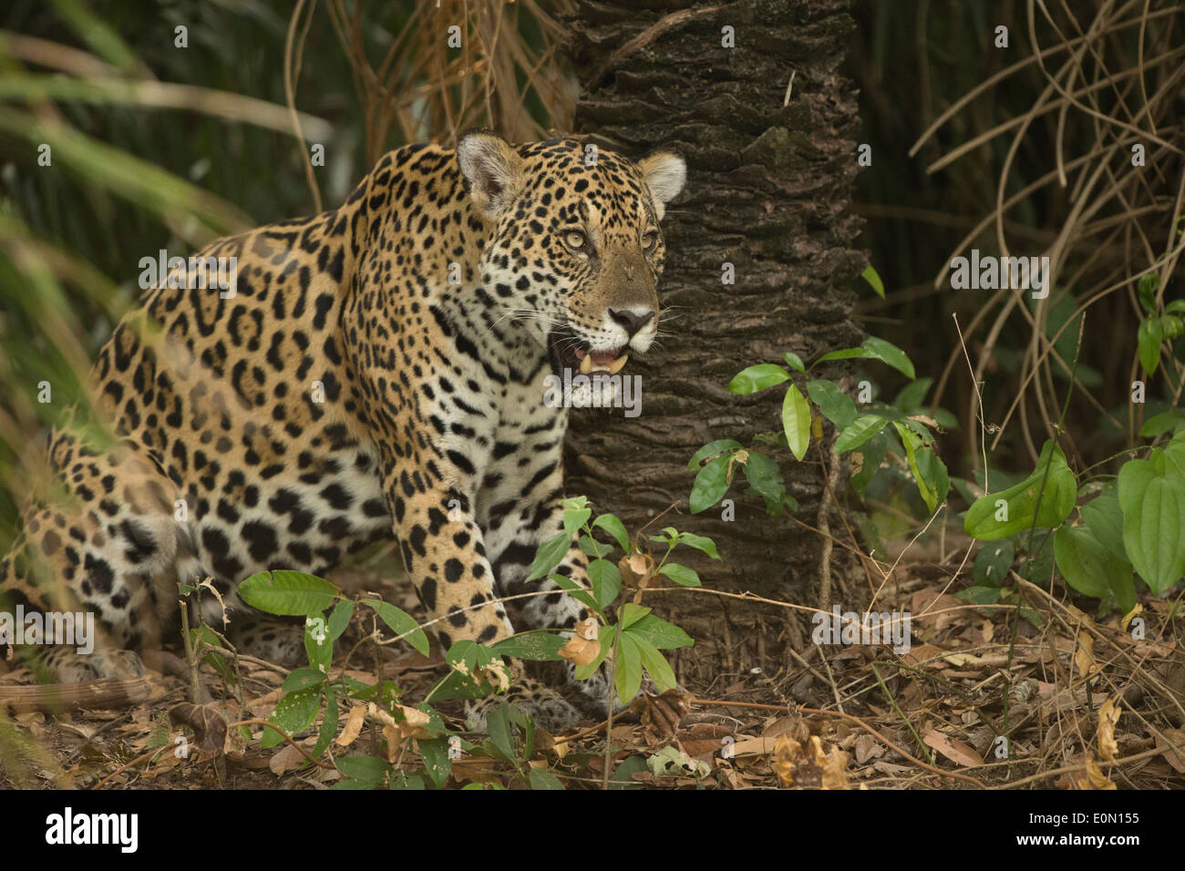 Jaguar along river, Pantanal, Brazil, South America (Panthera onca) Stock Photo