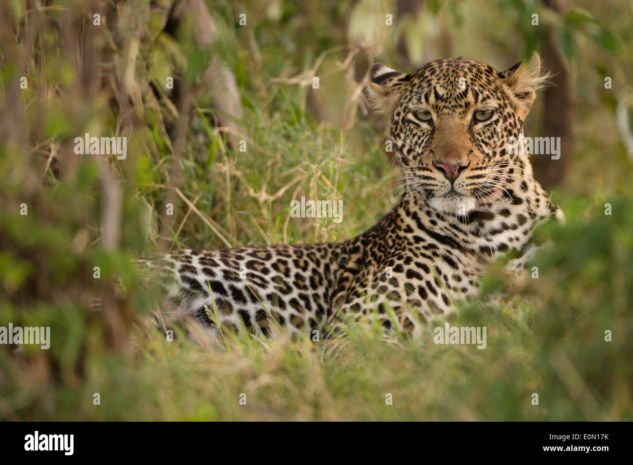 Leopard resting, Upper Mara, Masa Mara Game Reserve, Kenya, Africa (Panthera pardus) Stock Photo
