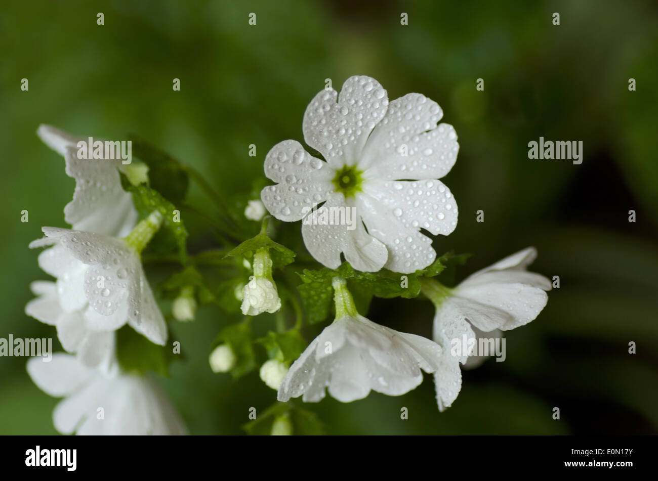 White flower, Thimphu, Bhutan Stock Photo