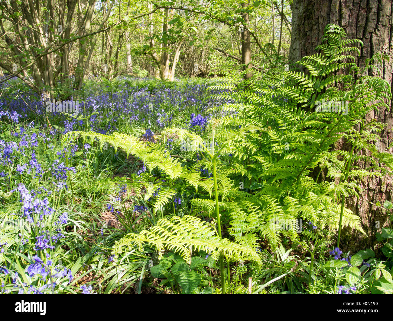 Bluebells and a Fern in a forest Stock Photo