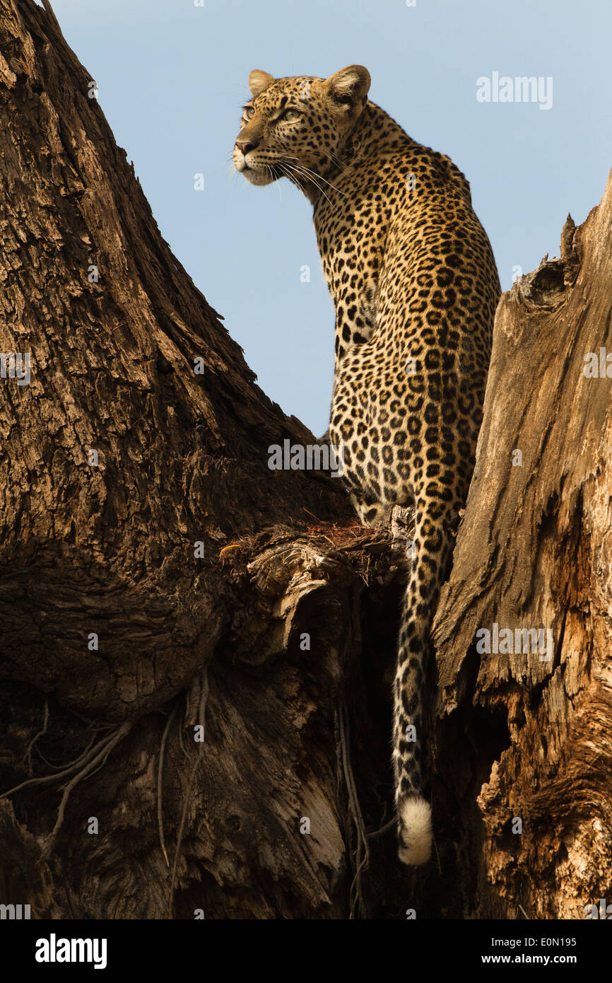 African Leopard sitting in tree, Samburu Game Reserve, Kenya, Africa (Panthera pardus) Stock Photo