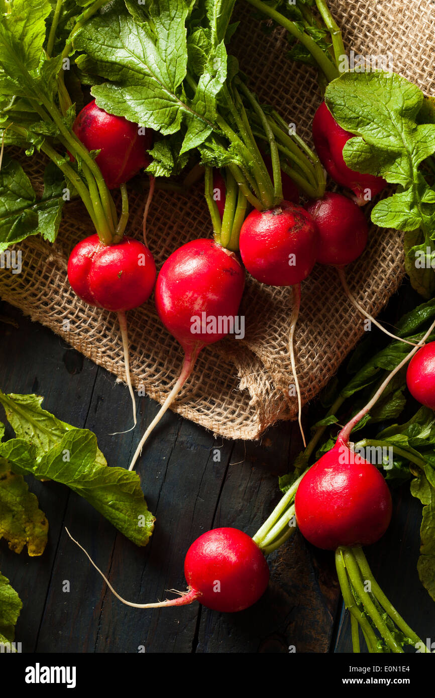 Organic Raw Red Radishes in a bunch Stock Photo