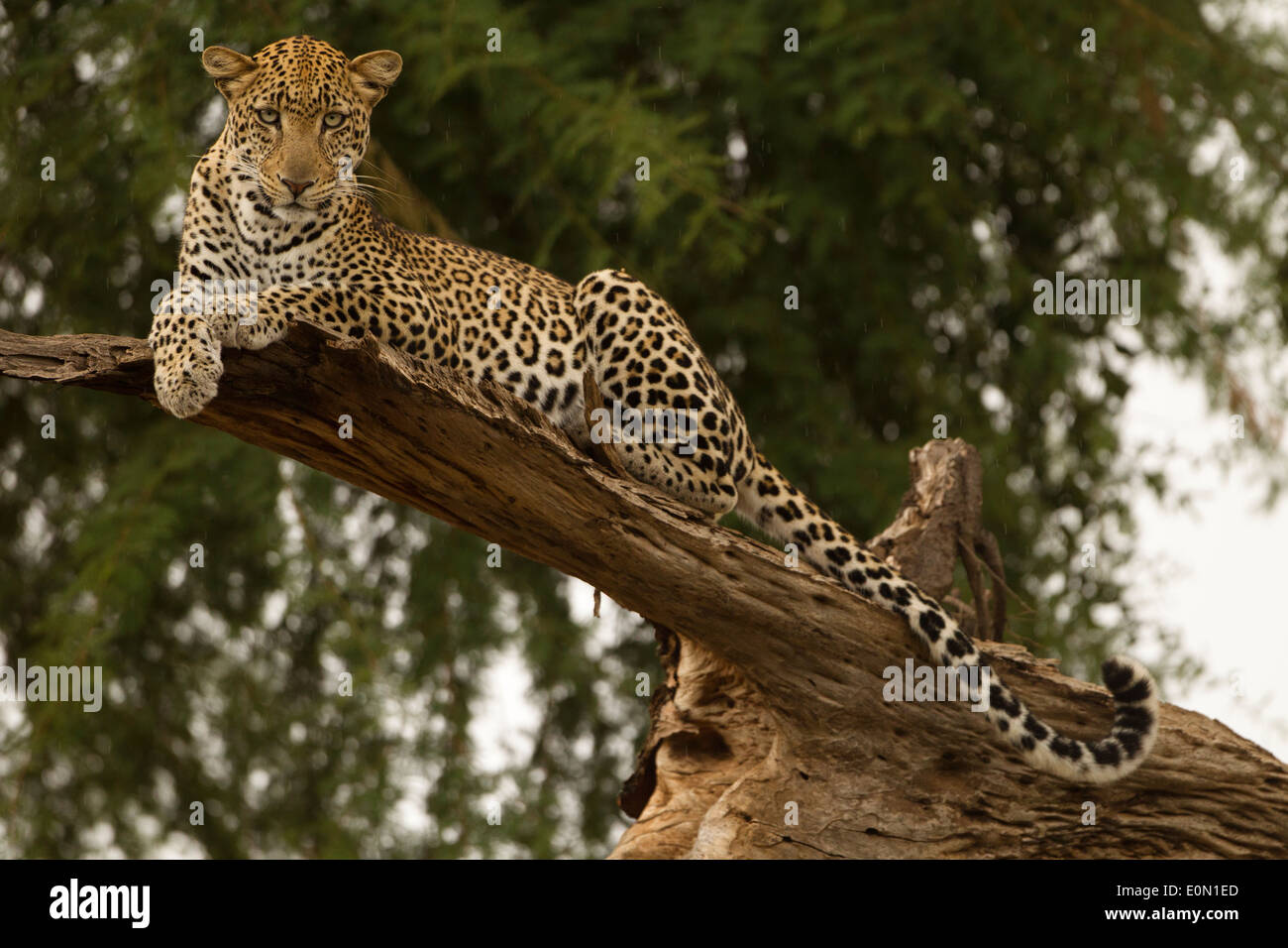 African Leopard lying in tree, Samburu Game Reserve, Kenya, Africa (Panthera pardus) Stock Photo
