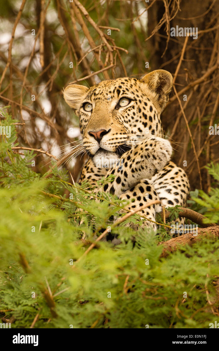 African Leopard in tree with kill, Samburu Game Reserve, Kenya, Africa (Panthera pardus) Stock Photo