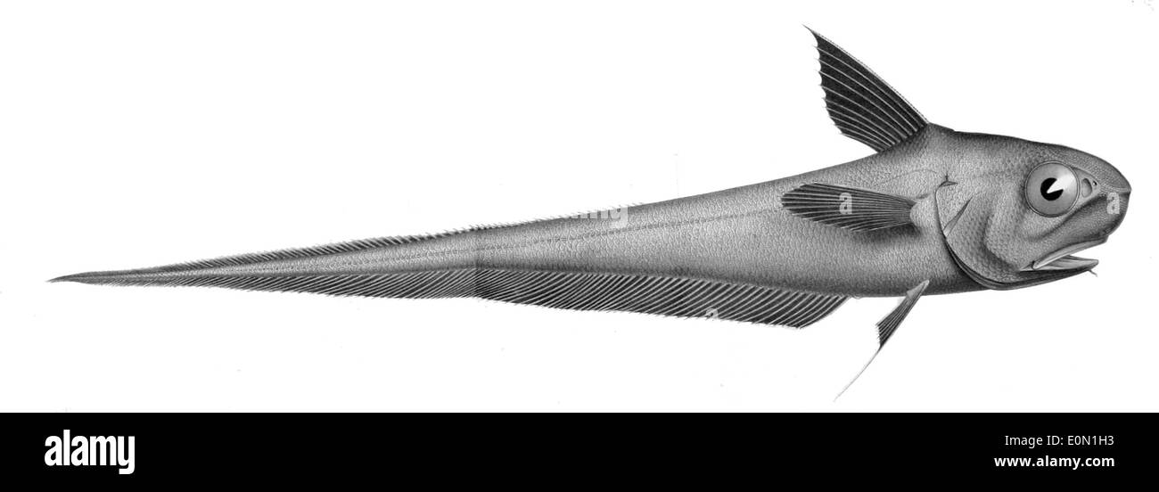 Coryphaenoides rupestris Stock Photo Alamy