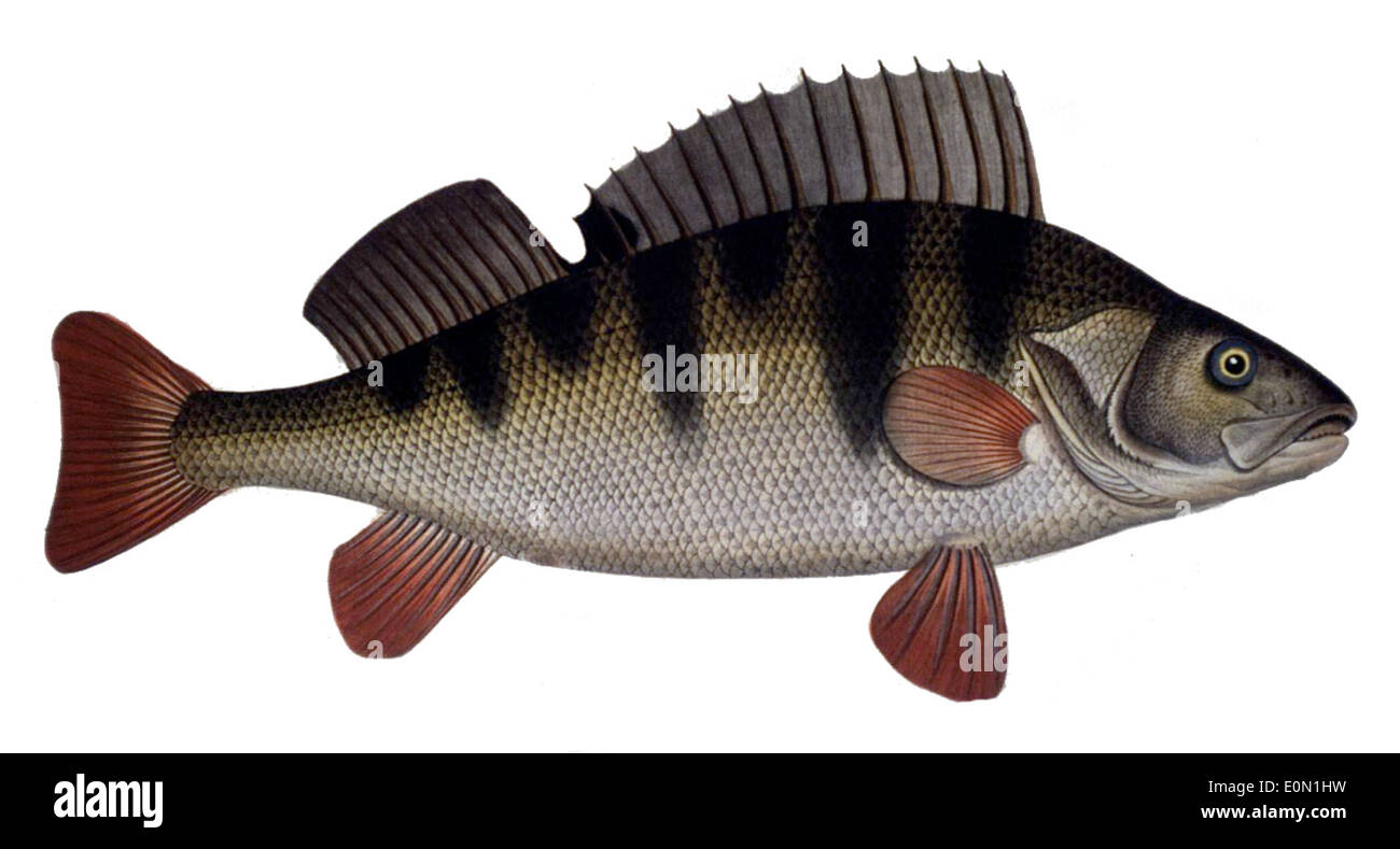 Parts of fish Cut Out Stock Images & Pictures - Alamy
