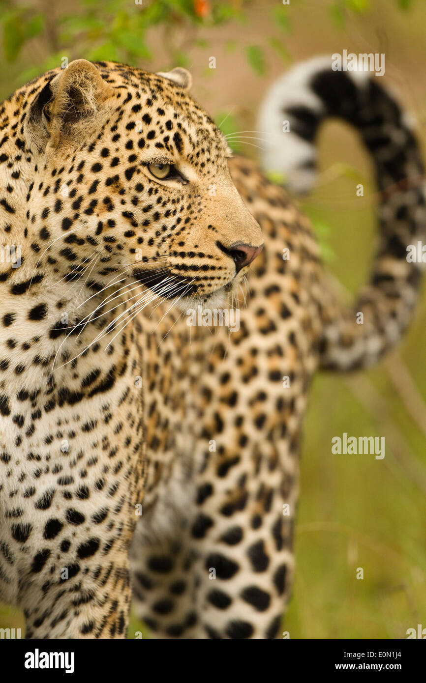 African Leopard stalking / walking, Upper Mara, Masai Mara Game Reserve, Kenya, Africa (Panthera pardus) Stock Photo