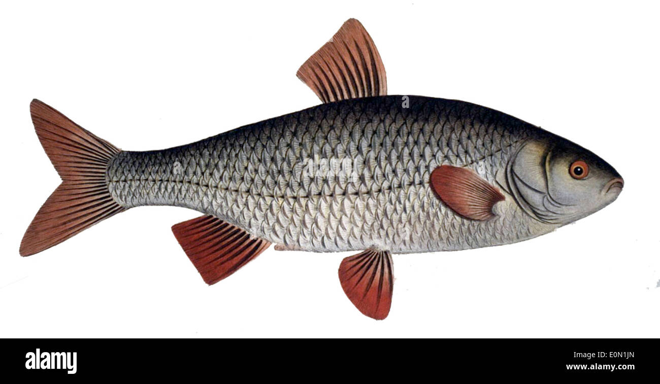 Rutilus rutilus, the roach, is a species of freshwater fish found in ...
