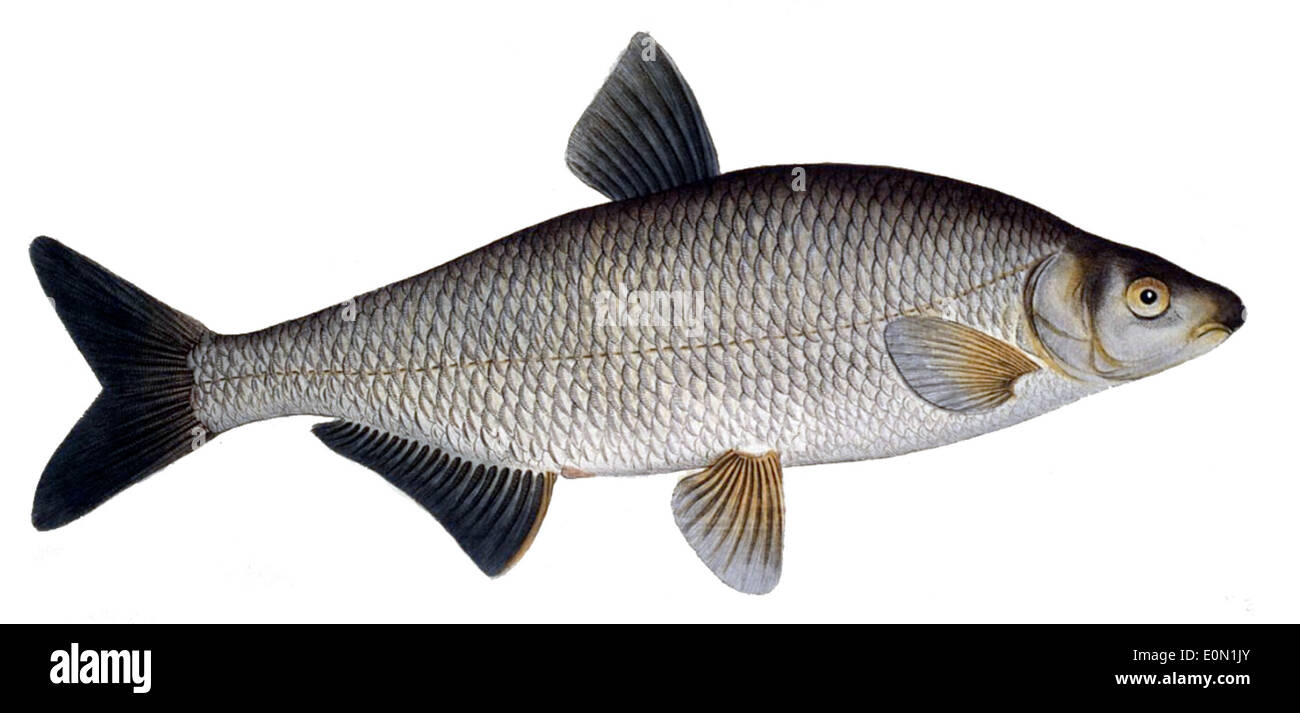 50 cm length fish hi-res stock photography and images - Alamy