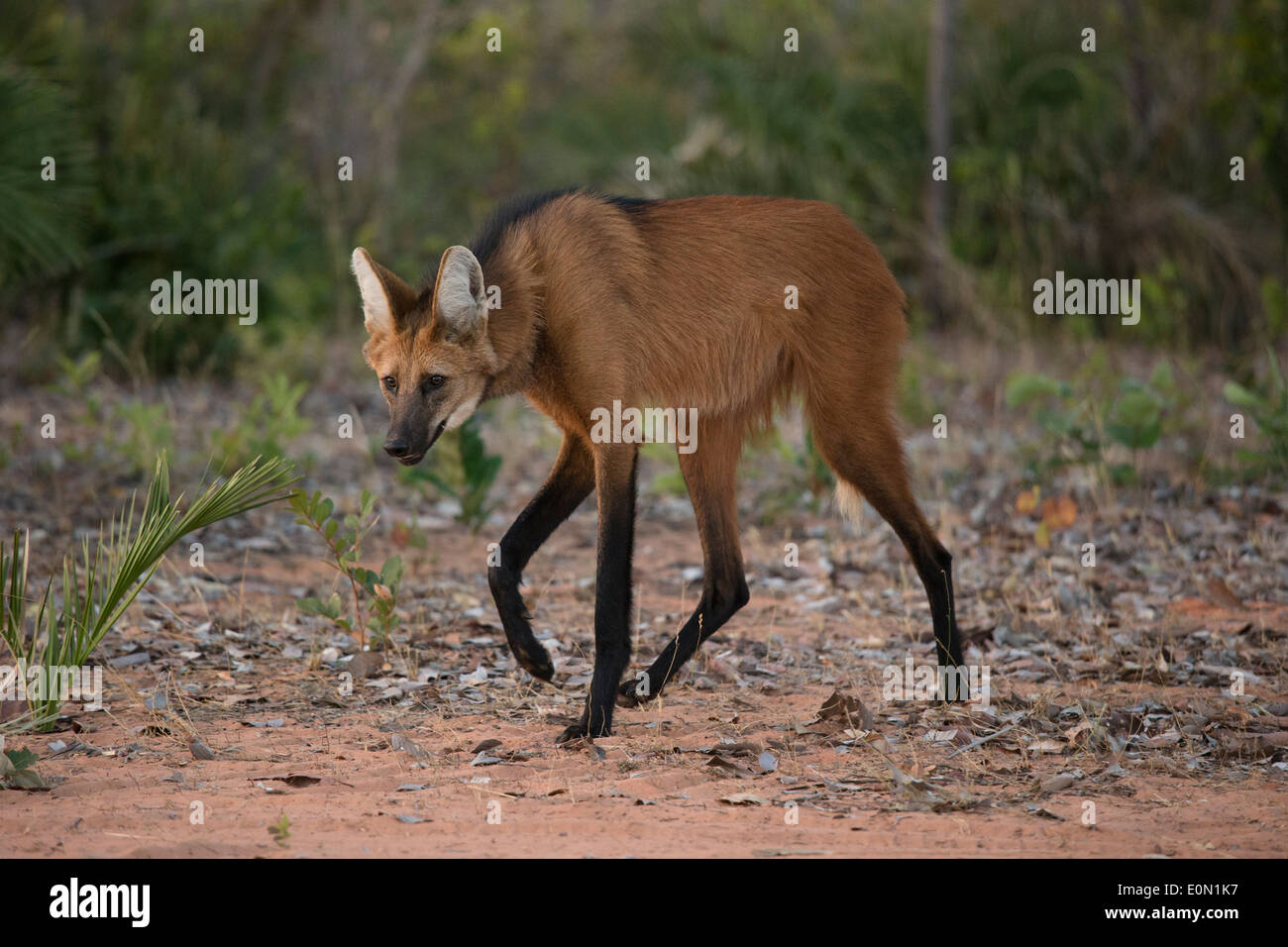 Maned Wolf walking on trail, Cerrado, Brazil, South America (Chrysocyon brachyurus) Stock Photo