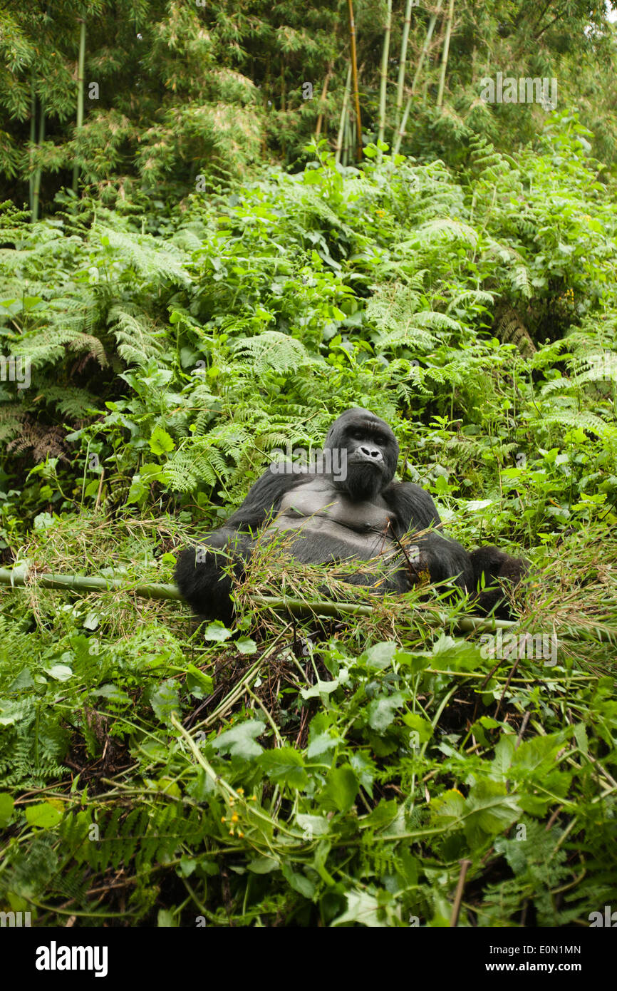 Mountain Gorilla, Agashya Group, in the vegetation of Volcanos National Park, Rwanda, Africa (Gorilla beringei beringei) Stock Photo