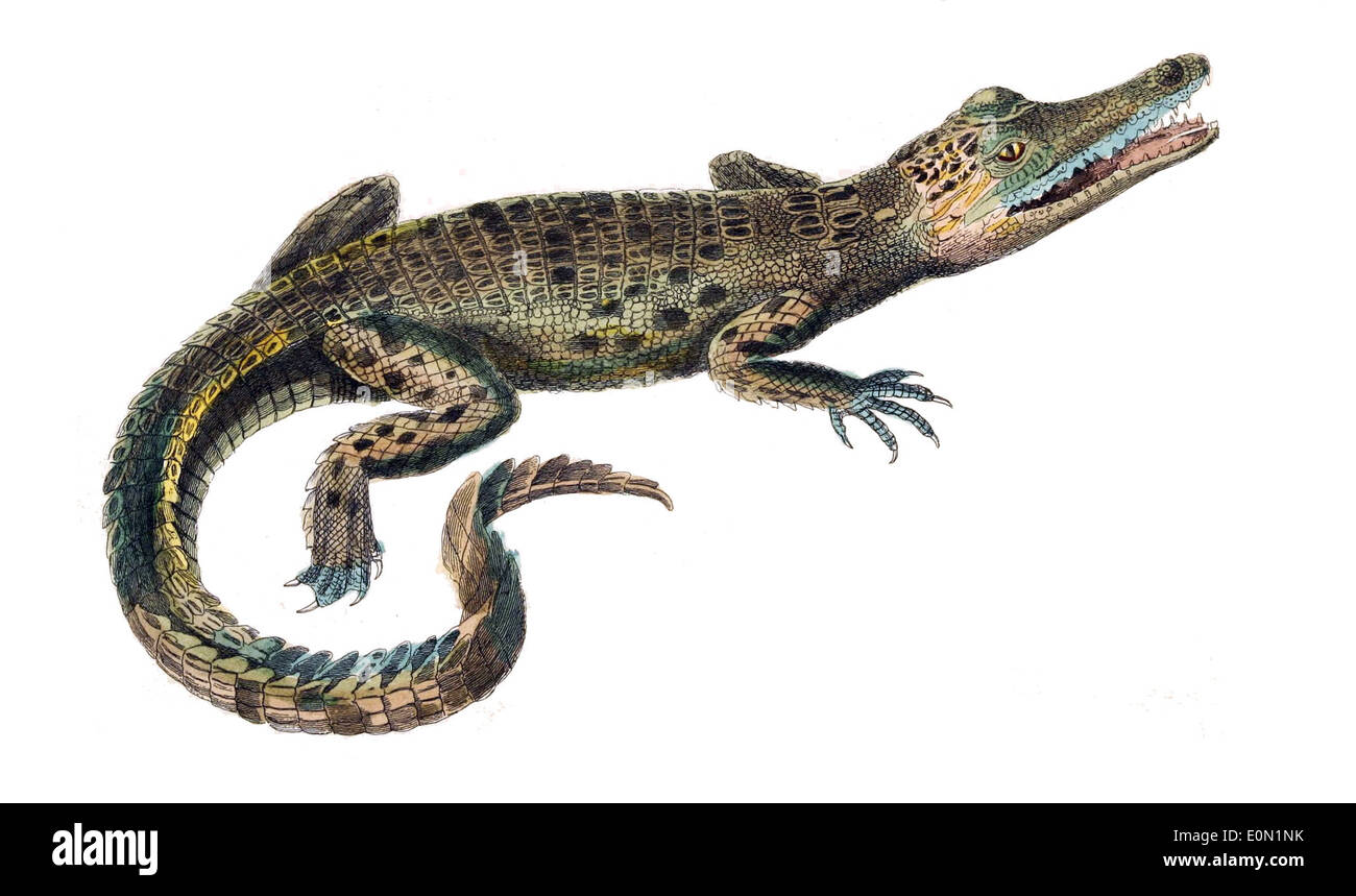 Crocodylus porosus Stock Photo
