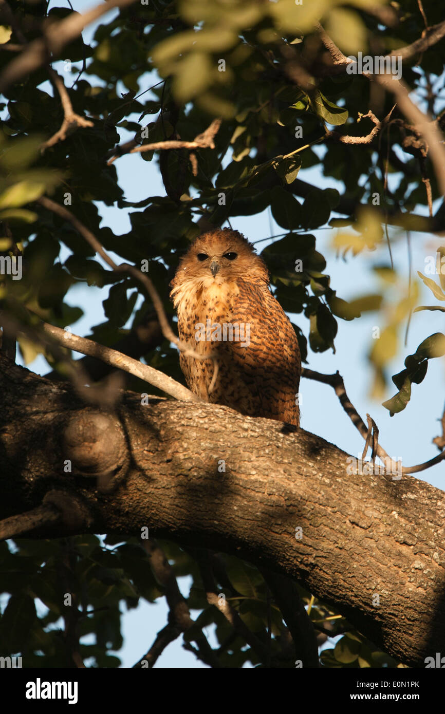 Pel's Fishing Owl roosting in tree, Moremi Camp, Dead Tree Island, Okavango Delta (Scotopelia peli) Stock Photo