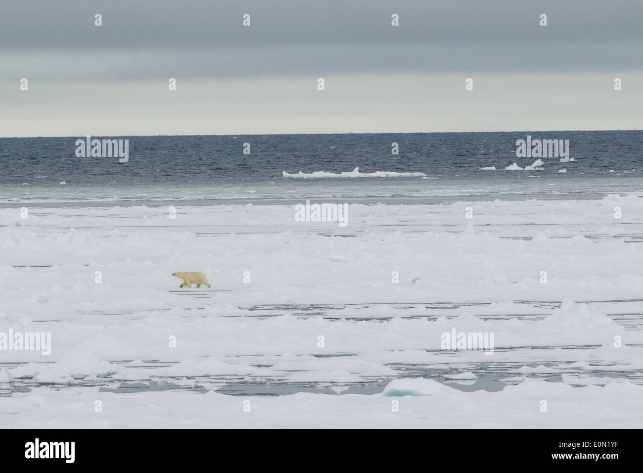 Polar Bear walking across ice, Svalbard, Norway, (Ursus maritimus) Stock Photo