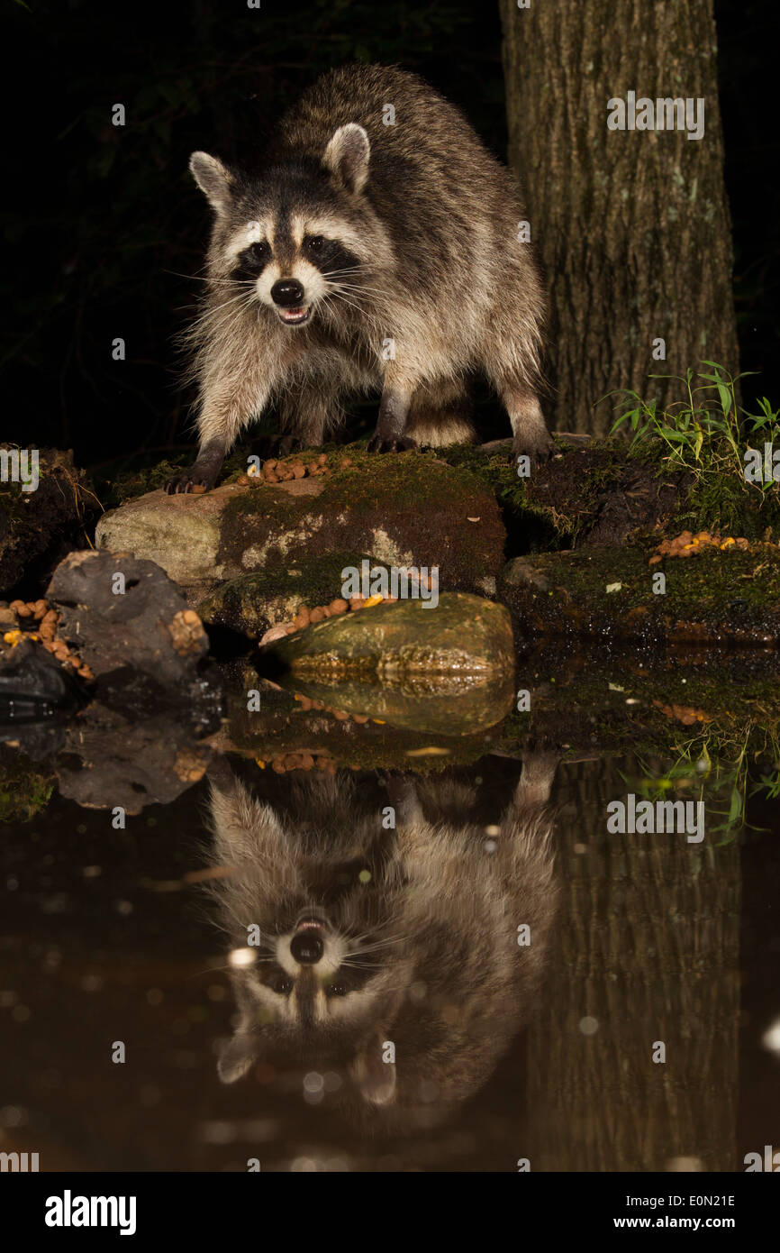 Raccoon feeding along a pond, Central Pennsylvania, United States (Procyon lotor) Stock Photo