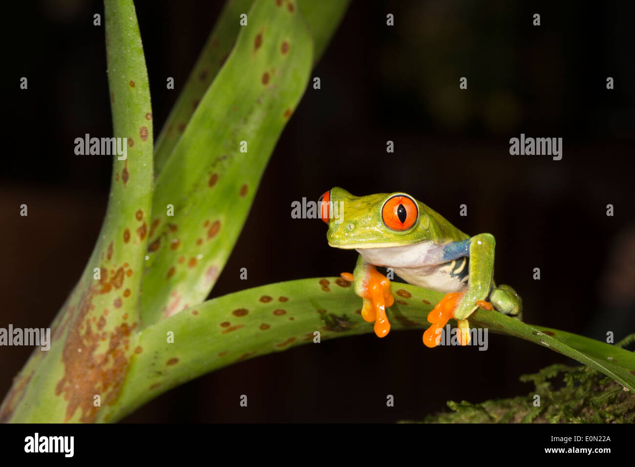 Red Eye Treefrog, Arenal Volcano, Costa Rica, Central America. Controlled situation (Agalychnis callidryas) Stock Photo
