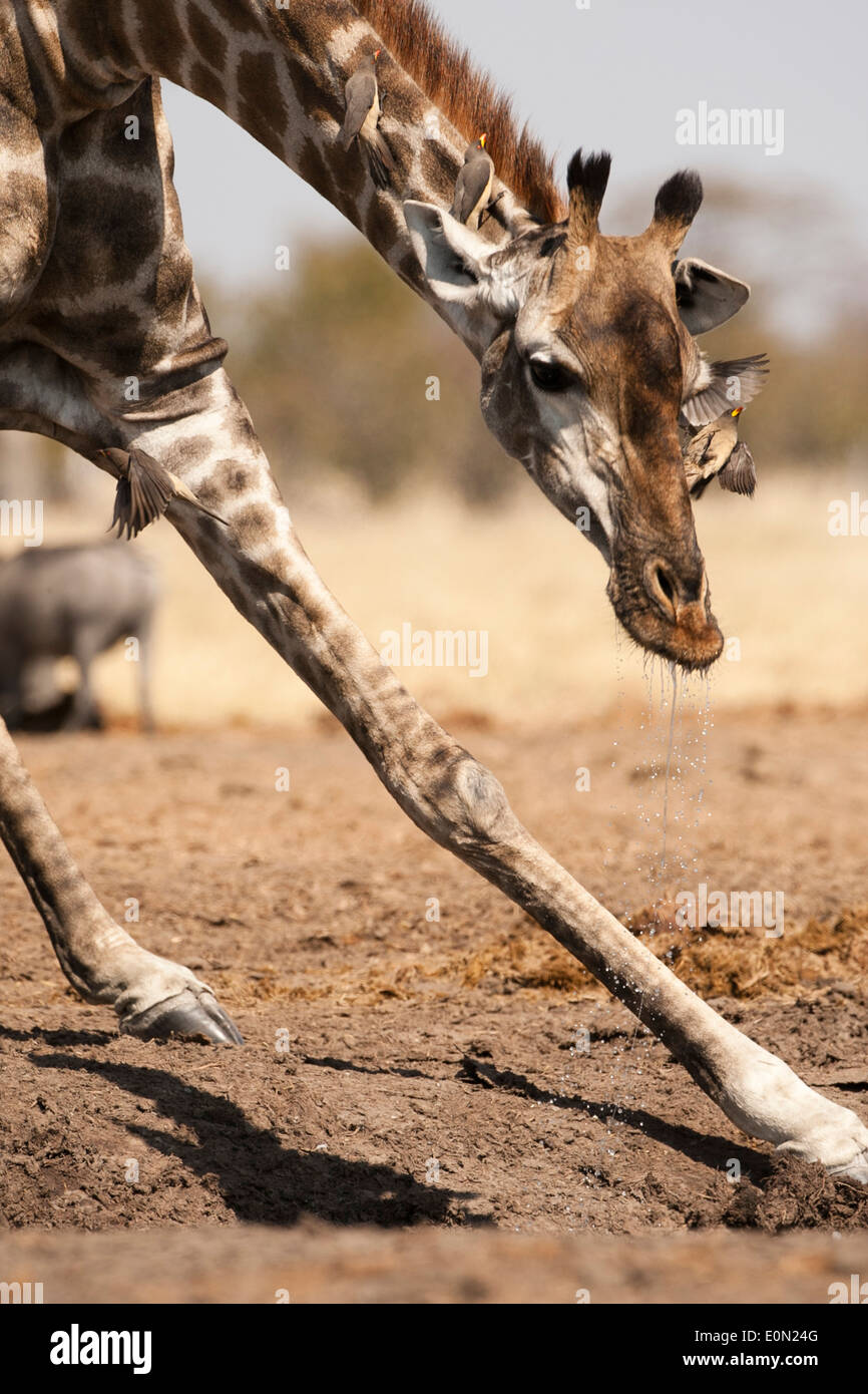 South African Giraffe, Savute Marsh, Botswana, Africa (Giraffa camelopardalis giraffa) Stock Photo