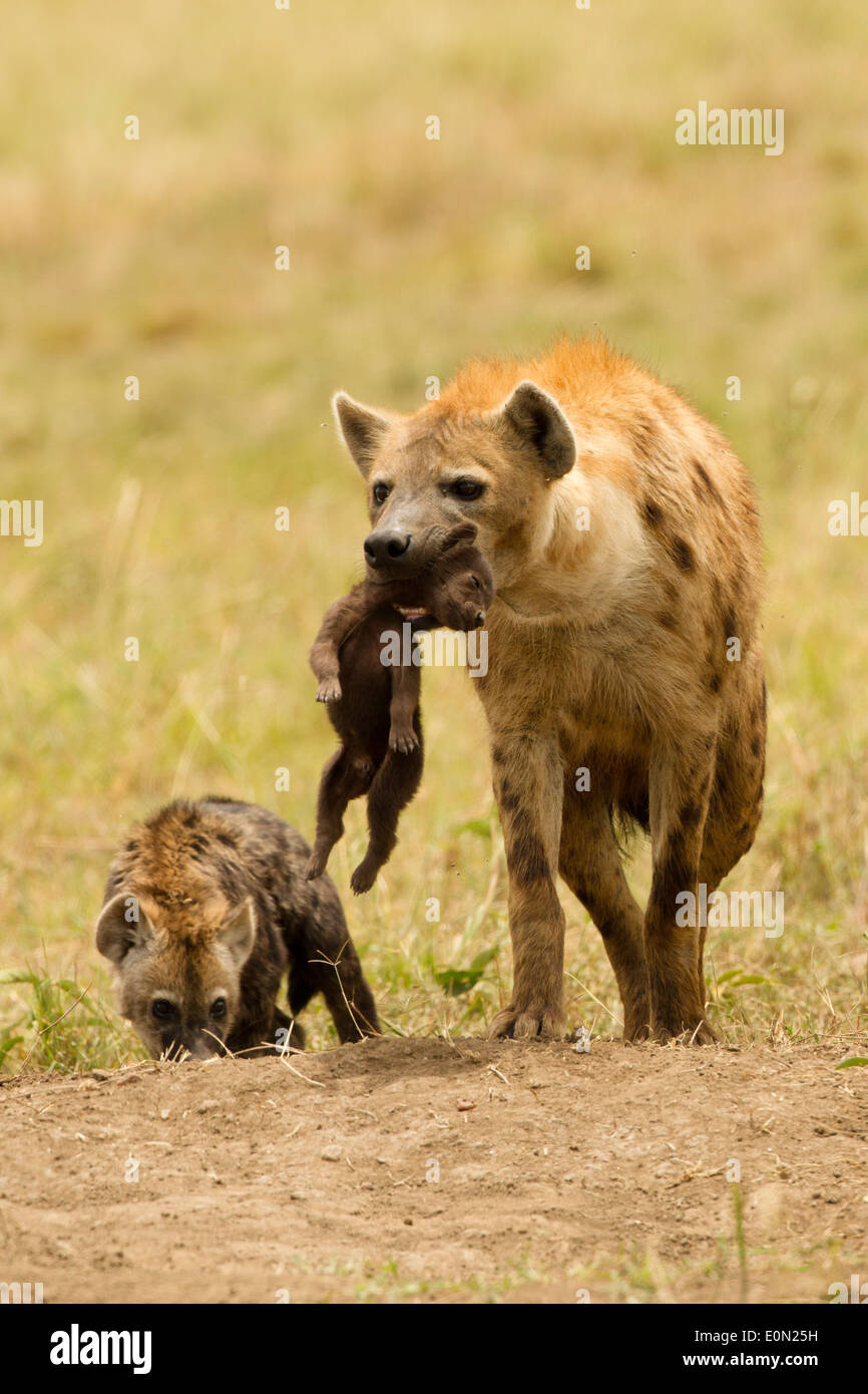 Spotted Hyena carrying young, Masai Mara Game Reserve, Kenya, Africa (Crocuta crocuta) Stock Photo