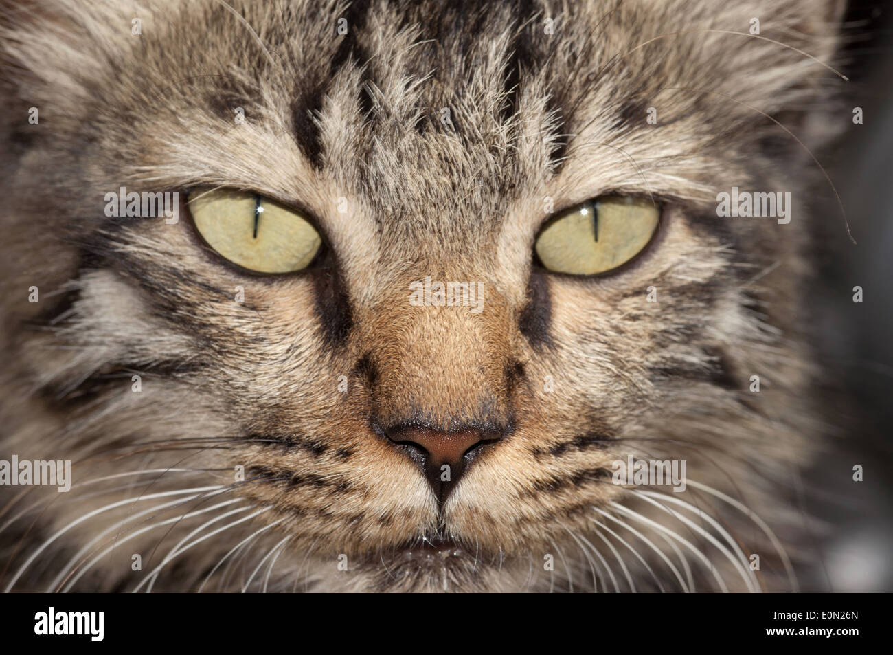 Gray domestic cat felis silvestris hi-res stock photography and images ...