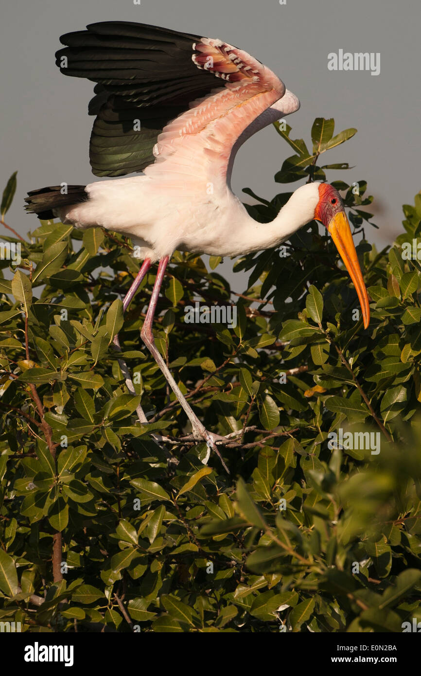 Yellow-billed Stork, Moremi Game Reserve, Botswana, Africa (Mycteria ibis) Stock Photo