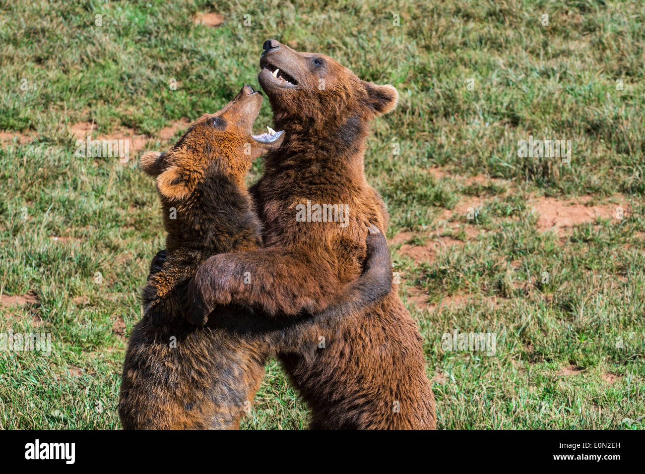 Two aggressive territorial Eurasian brown bears (Ursus arctos arctos) fighting while standing upright on hind legs Stock Photo