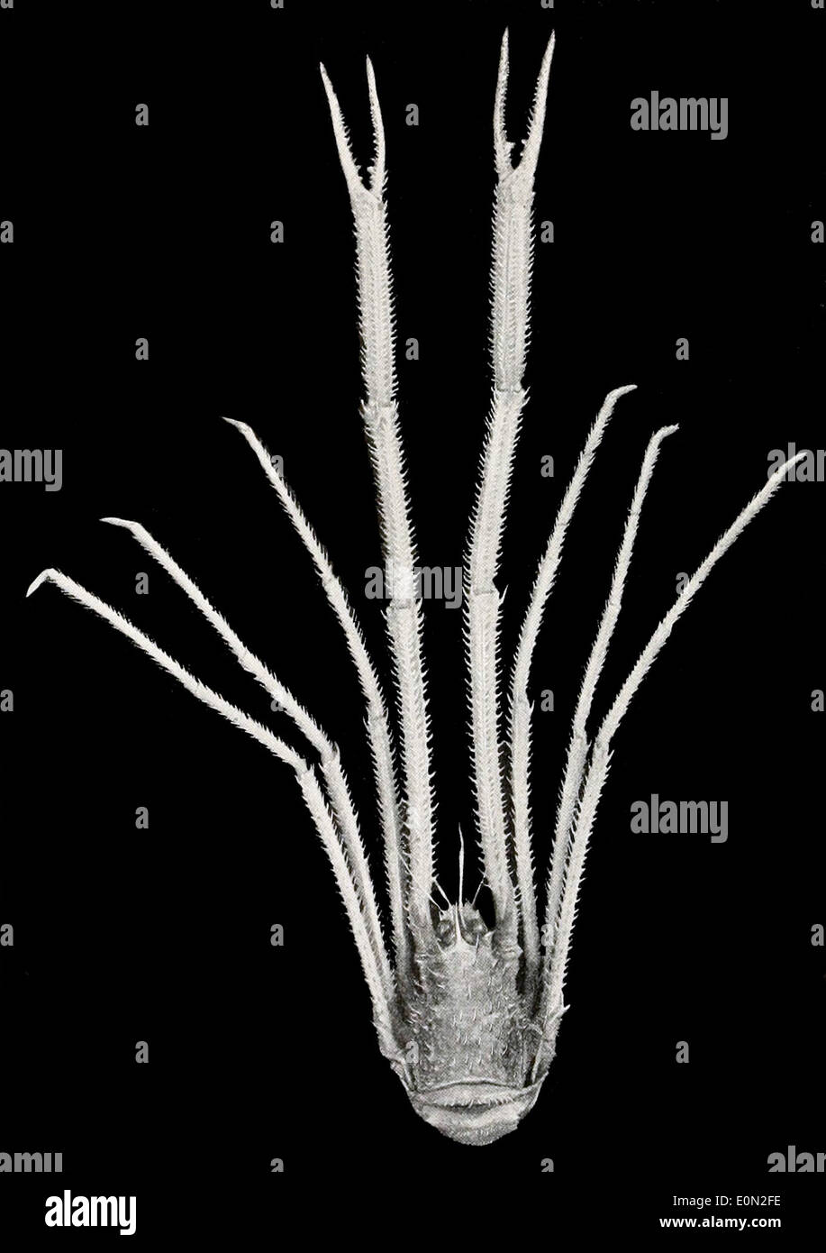 Munidopsis Stock Photo