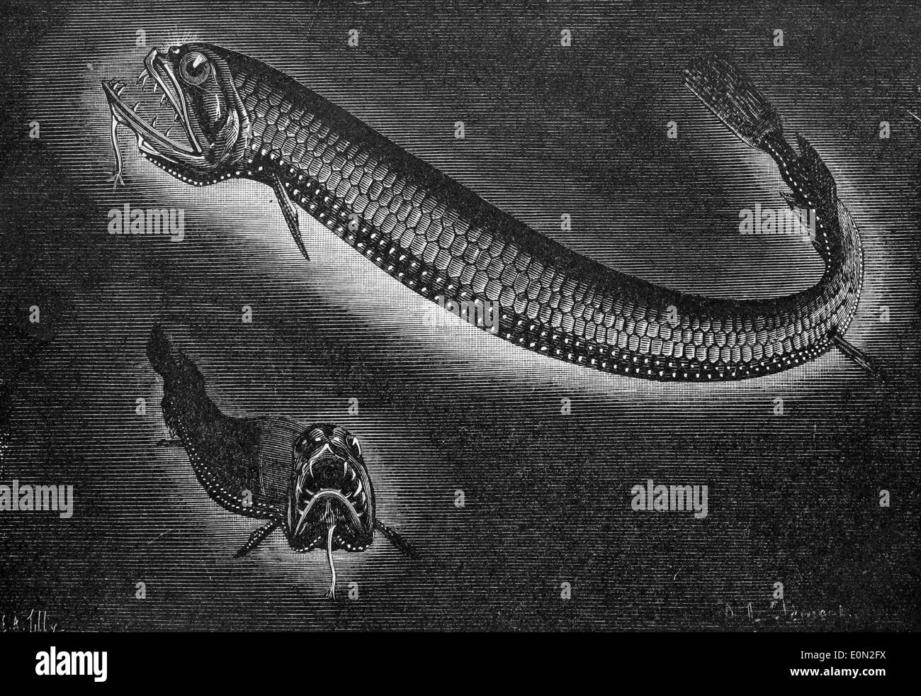 Anglerfish bioluminescence hi-res stock photography and images - Alamy