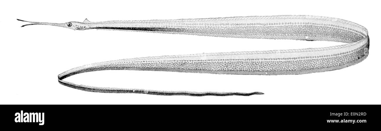 Nemichthys scolopaceus Stock Photo