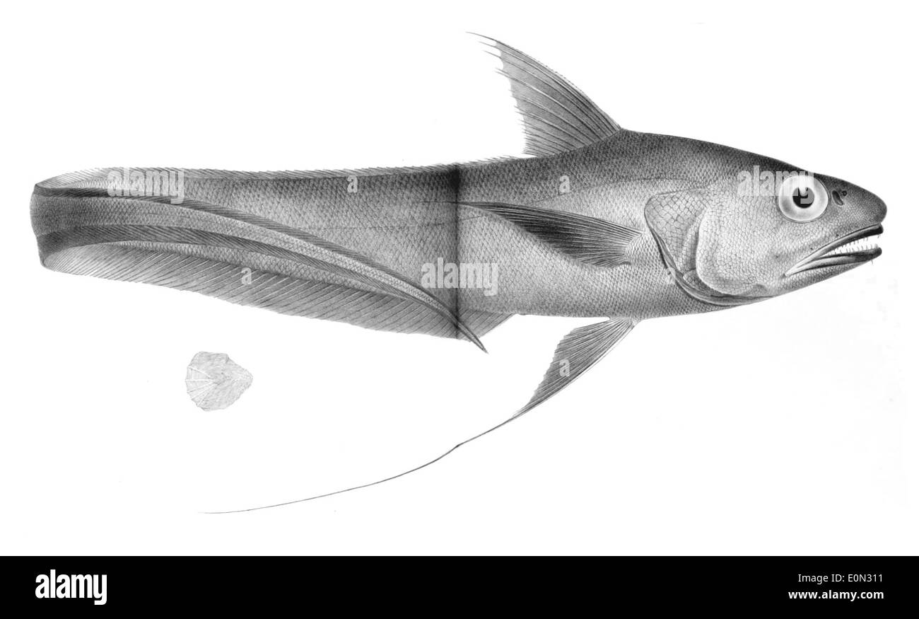 Coryphaenoides longifilis is a species of deep-sea fish found in the Atlantic and Indian Oceans. It has a long, thin body and large eyes, adapted for life in deep, dark waters. This species feeds on smaller fish and invertebrates, typically found at depths between 200 and 1,200 meters. Stock Photo