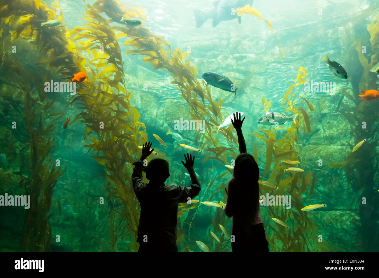 Children connecting with fish at an aquarium. San Diego, California