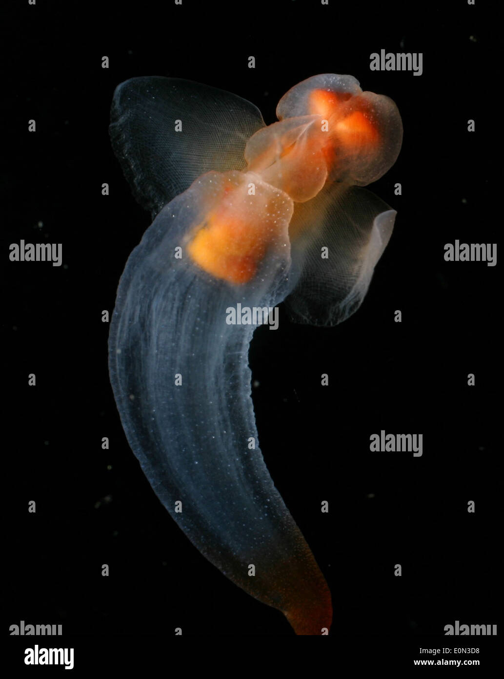 Clione limacina by NOAA Stock Photo