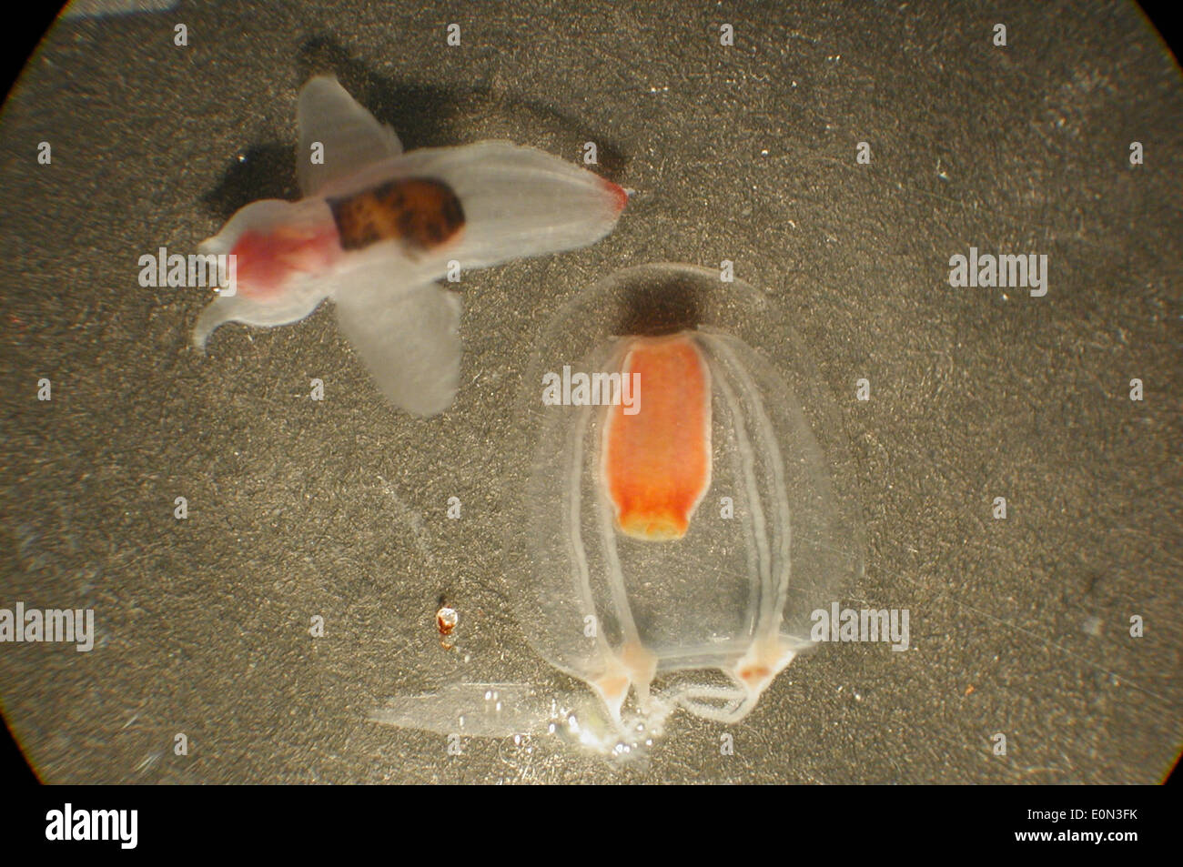 Clione limacina & jellyfish Stock Photo