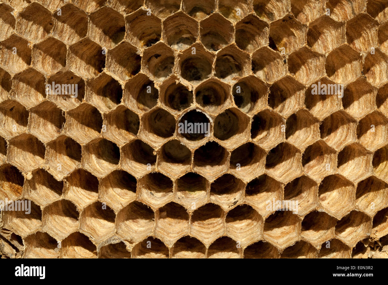empty hatchery of hornet as background Stock Photo